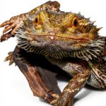 Best Pets for Kids: A Fun Guide for Young Explorers-0