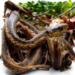Cherry Lake Reptile & Amphibian Kids Book – Nature Guide for Ages 7-10-0