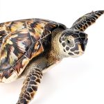 The Child's World Reptile Book for Kids – 40 Page Educational Guide-0