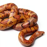 A Picture Book For Kids: Reptile & Amphibian Friends-0