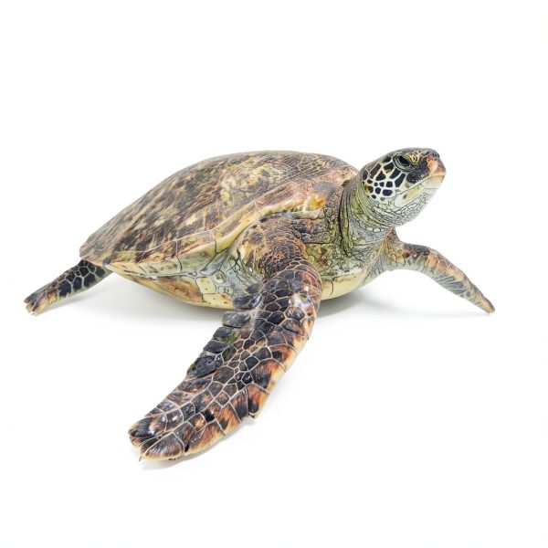My Incredible World Nature Animal Picture Book – Reptile & Marine-0